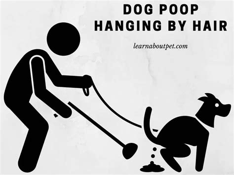 dog poop hanging by hair|dog poop stuck in fur.